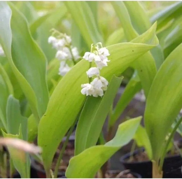 Maiglöckchen Plenfloria Convallaria majalis weiße Stauden als Bodendecker für den Garten - Bild 1