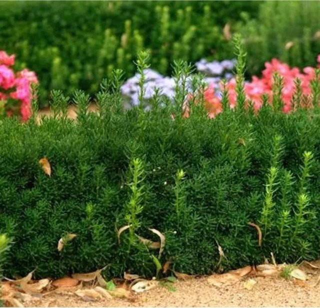Taxus media Groenland Heckenpflanze von Nr-01.de, Höhe: 40-50 cm - Bild 1