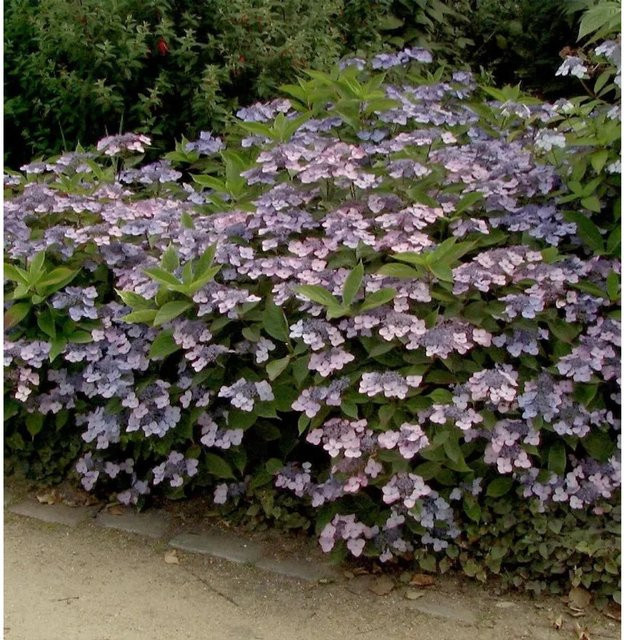 Hydrangea serrata Tellerhortensie Koreana in Blau oder Rosa, Zierstrauch für den Garten - Bild 1