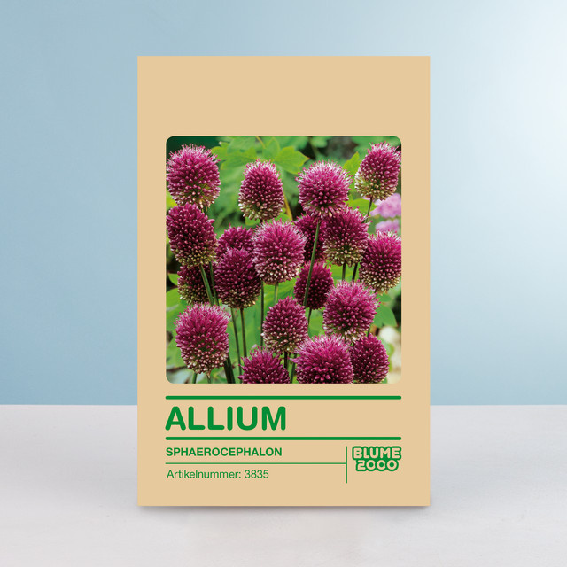 Zierlauch Sphaerocephalon Blumenzwiebeln von BLUME2000 für Blumenrabatten und Staudenbeete, 25 Stück - Bild 1