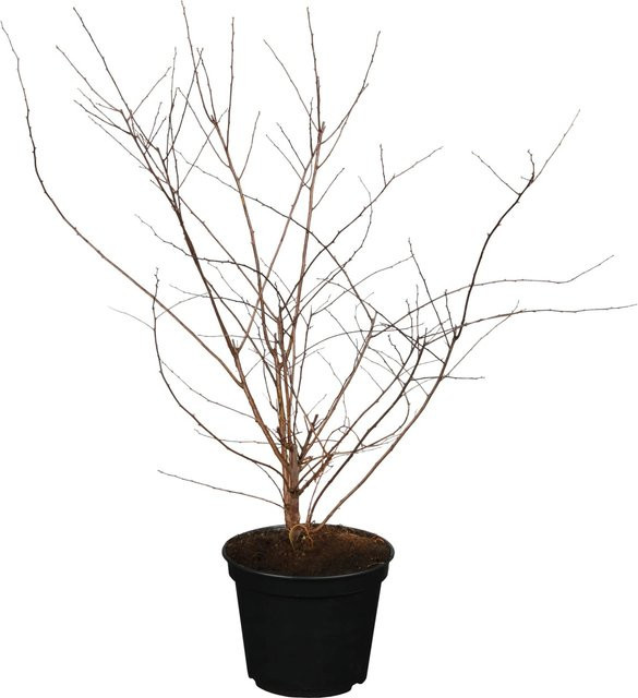 OBI Spiraea nipponica Snowmound Strauch für Blütenhecken, Höhe: 40 - 60 cm - Bild 1