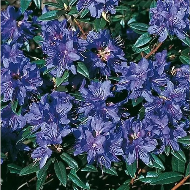 Zwerg Rhododendron Gletschernacht Rhododendron russatum Alpenrose von Nr-01.de Höhe: 25-30 cm - Bild 1