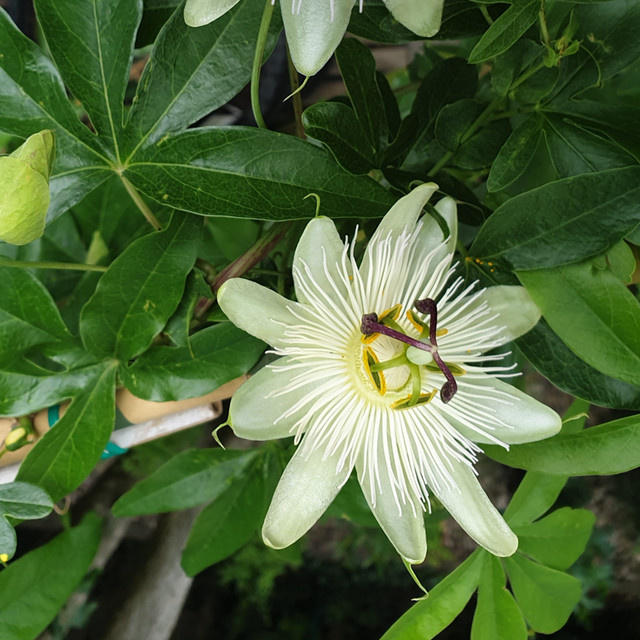 Passionsblume Elliot in Weiß als mehrjährige Kletterpflanze für deinen Garten oder Balkon - Bild 1