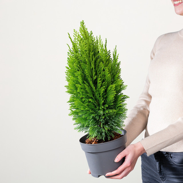 Scheinzypresse Chamaecyparis lawsoniana Ellwoodii Empire von BLUME2000 als Hecke oder Solitärpflanze - Bild 1