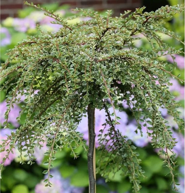 Hochstamm Zwergmispel Silver Shadow Cotoneaster integrifolius in Silber und Grün, Höhe: 60-80 cm - Bild 1