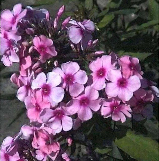 Hohe Flammenblume Pink Lady Phlox paniculata Beetpflanze in Pink von Nr-01.de - Bild 1