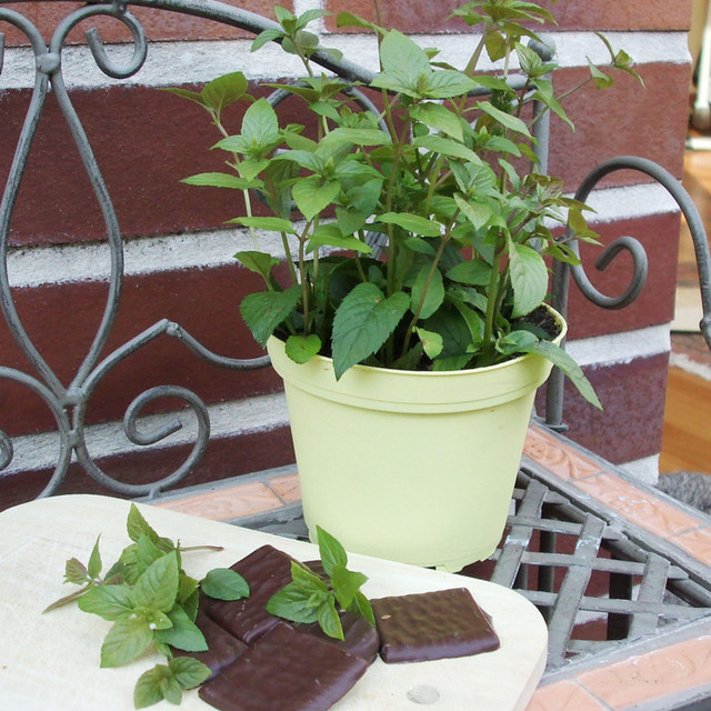 Blu Bio-Schokoladenminze Mentha als Topfpflanze - Bild 2