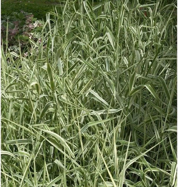 Buntes Glanzgras Phalaris arundinacea als mehrjährige Pflanze in Grün für die Teichrandbepflanzung und den Garten von Nr-01.de - Bild 1