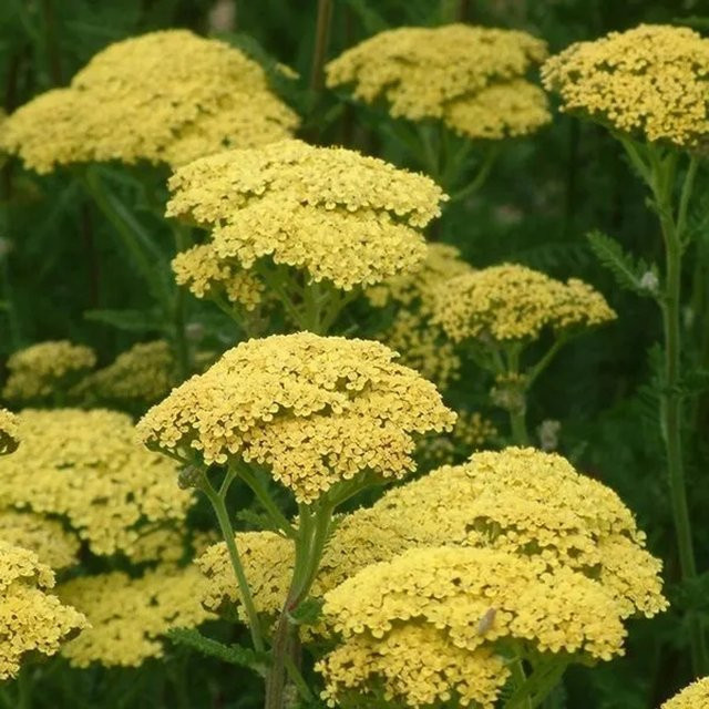 6er Set Schafgarbe Credo Achillea von Arborix mit gelben Blüten im 9cm Topf - Bild 1