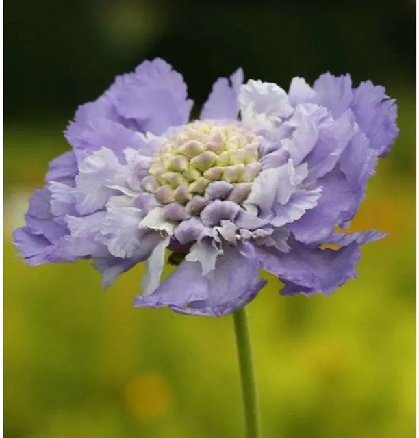 Scabiosa caucasica Kaukasus Skabiose Nachtfalter lila mehrjährige Beetpflanze und Schnittblume von Nr-01.de - Bild 1