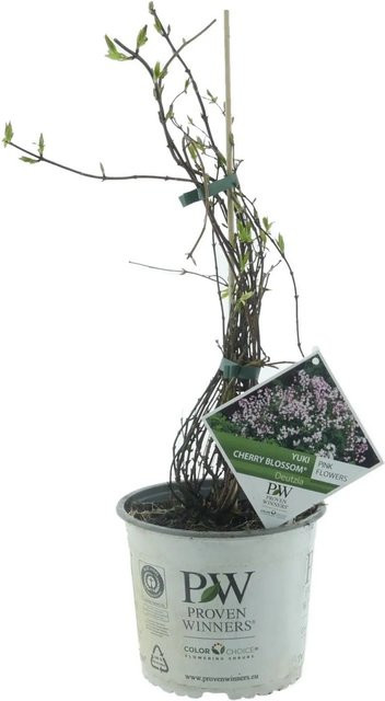 Deutzia Yuki Cherry Blossom Maiblumenstrauch in Hellrosa von Proven Winners, Höhe: 30-40 cm - Bild 1
