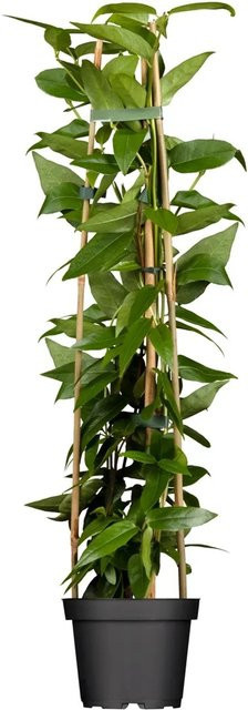 Lonicera henryi Geißblatt im Topf mit einem Durchmesser von ca. 17 cm - Bild 1