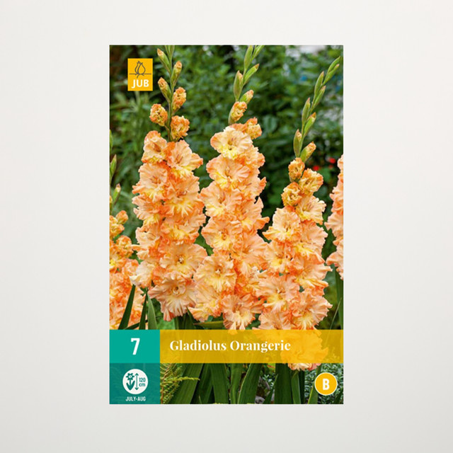 Wave-Gladiole Orangerie von BLUME2000 mit 7 Knollen für Gartenbeete, Kübel, Balkon oder Terrasse - Bild 1