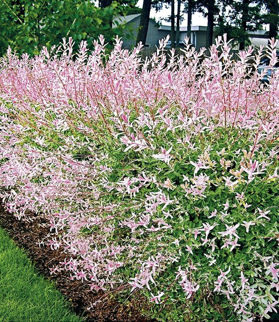 Salix-Hecke Hakuro Nishiki im 9x9 cm Topf - Bild 1