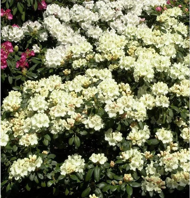Rhododendron Millennium Gold Alpenrose in Gold/Gelb - Bild 1