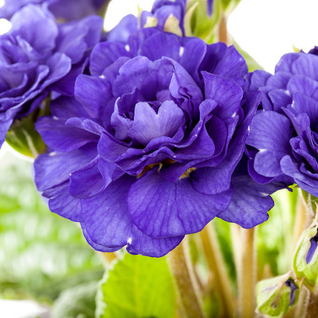Gefüllte Kissenprimel Blau von Mein schöner Garten Shop - Bild 1