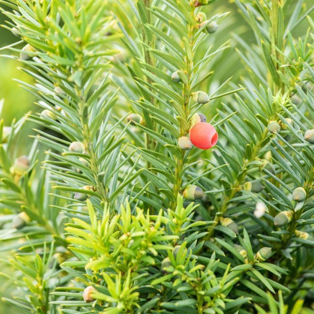 Becher-Eibe Hicksii als Heckenpflanze und Strauch in Grün und Rot für deinen Ziergarten - Bild 1