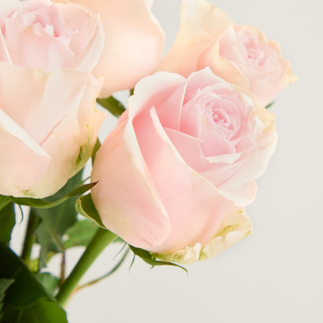 Blume2000 Rosa Edelrosen 'Venus' Pink Bunch - Bild 1