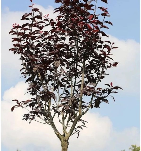 Hochstamm Blutpflaume Prunus cerasifera für deinen Garten, Höhe: 100-125 cm - Bild 1
