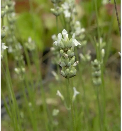 Echter Lavendel Alba Lavandula angustifolia Stauden von Nr-01.de im Topf