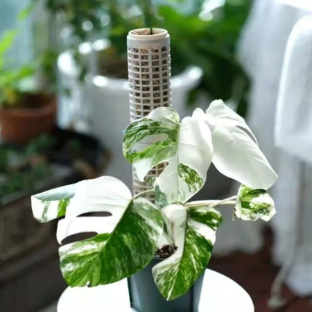 Stapelbarer Moos-Totempfahl aus Kunststoff als Kletterhilfe für Orchideen, Monstera und Zimmerpflanzen, Grün