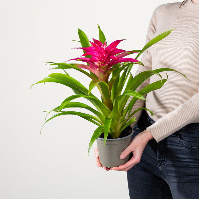 Guzmania Deseo Pink Zimmerpflanze von BLUME2000 in Pink - Bild 1