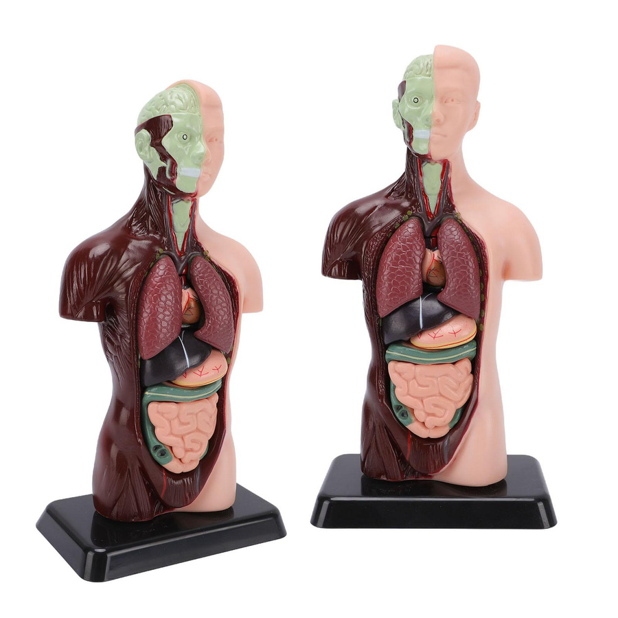 Menschlicher Körper Anatomie Modell Torso mit 7 abnehmbaren Teilen - Bild 3