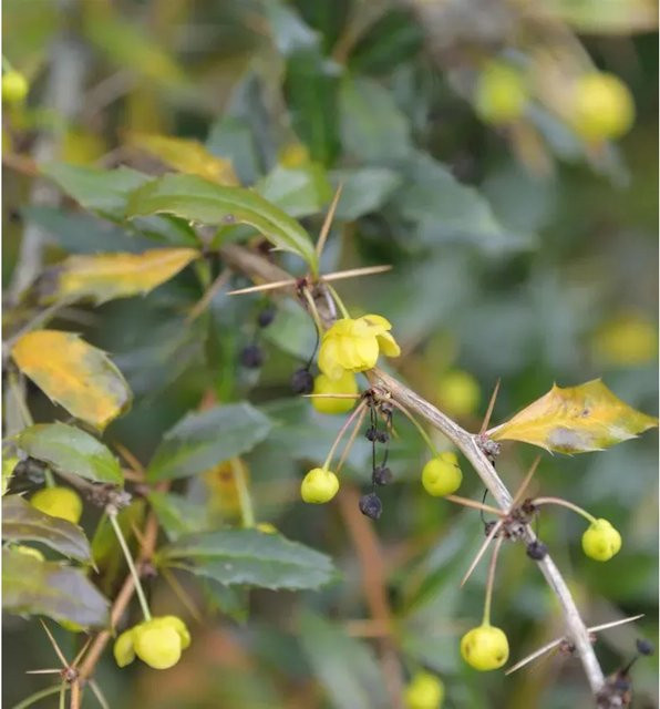 Immergrüne Lanzenberberitze Berberis gagnepainii Klugowski in Grün, 40-50 cm - Bild 1