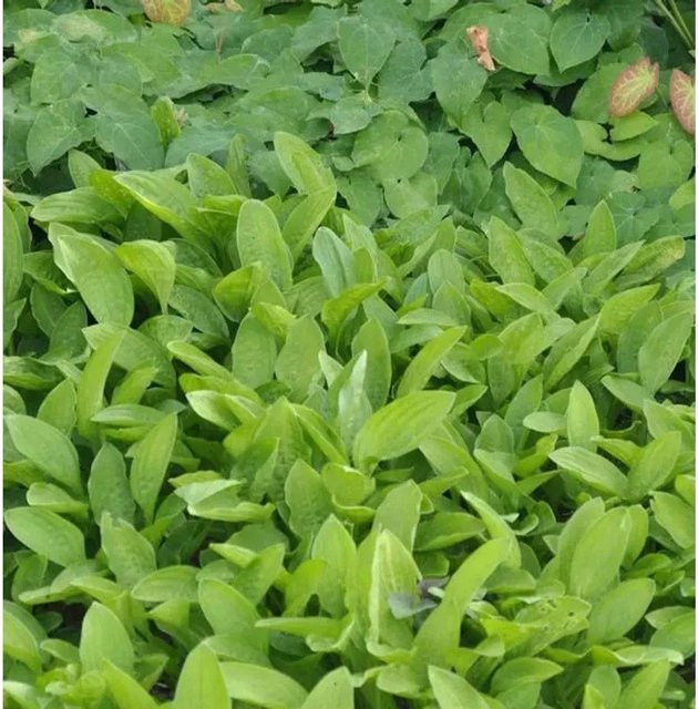 Hosta sieboldii Bianca Schmalblattfunkie - Grüne Staude als Bodendecker - Bild 1