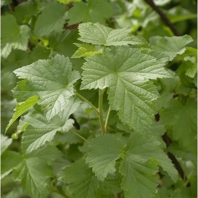 Schwarze Johannisbeere Tsema Hochstamm Ribes nigrum von Nr-01.de, Höhe: 60-80 cm - Bild 1