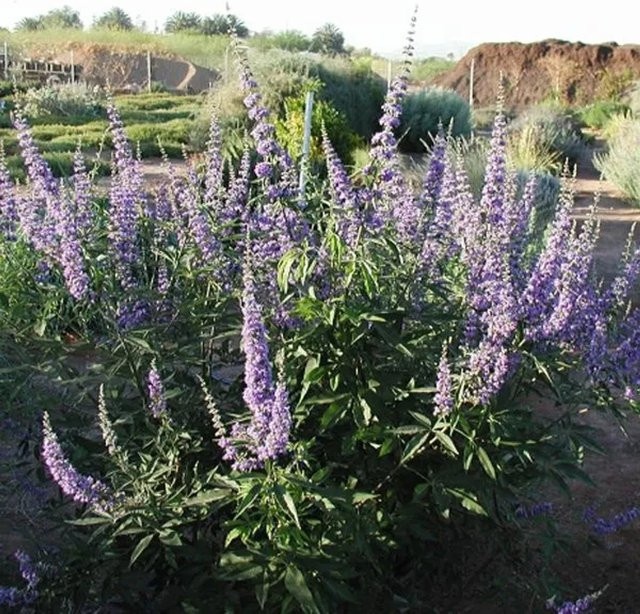 Mönchspfeffer Vitex agnus-castus Strauch von arborix mit blauvioletten Blüten im Container, Höhe: 40 cm - Bild 1