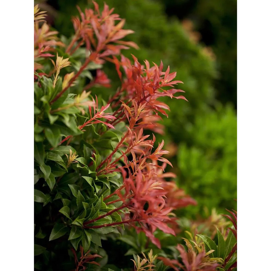 Pieris japonica Schattenglöckchen Mountain Fire Weiß von OBI als Zierstrauch im Topf - Bild 2