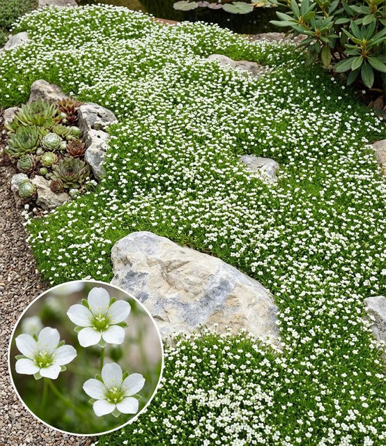 Winterhartes Sternmoos für deinen Garten - Bild 1