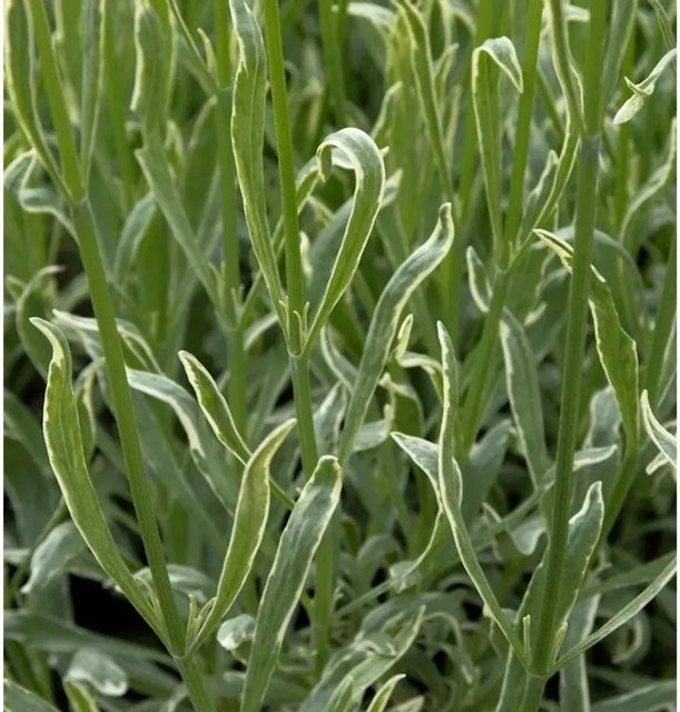 Echter Lavendel Silver Edge Lavandula angustifolia Stauden von Nr-01.de - Bild 1