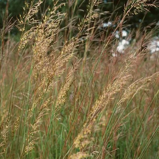 6er Set Arborix Indianergras Sorghastrum nutans in 9cm Töpfen, dekoratives Ziergras in Gelb und Mehrfarbig - Bild 1