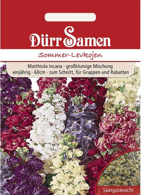 Dürr Sommer-Levkojen Mischung Einjährig Saatgut 100 g - Bild 1