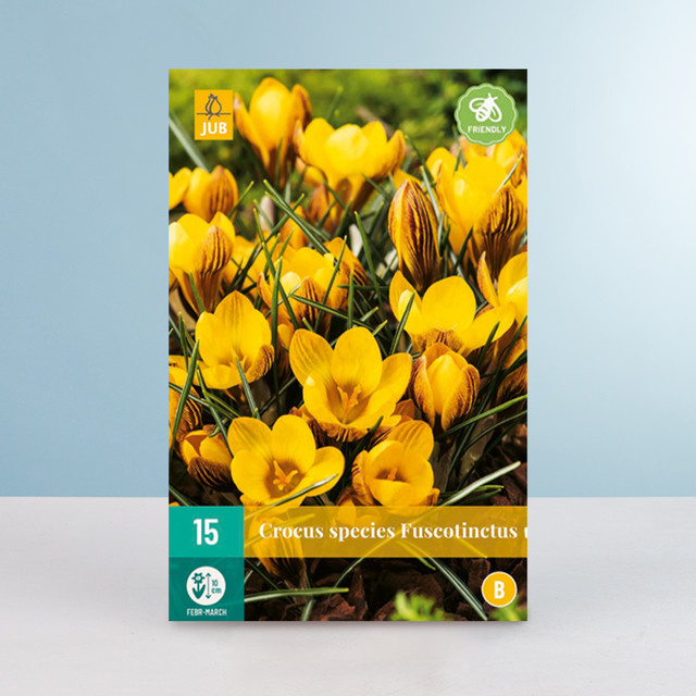 Botanischer Krokus Fuscotinctus Blumenzwiebeln von BLUME2000, 15 Stück - Bild 1