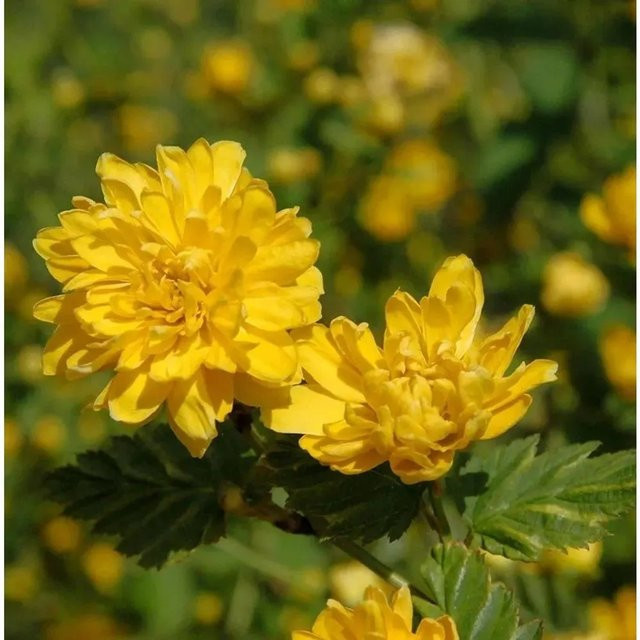 Kerria japonica Ranunkelstrauch von Die Nr-01.de in Goldgelb, Höhe: 80-100 cm - Bild 1