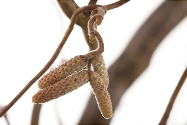 Corylus Avellana Contorta Korkenzieherhasel von Pflanzen für dich, Höhe: 60–80 cm - Bild 1