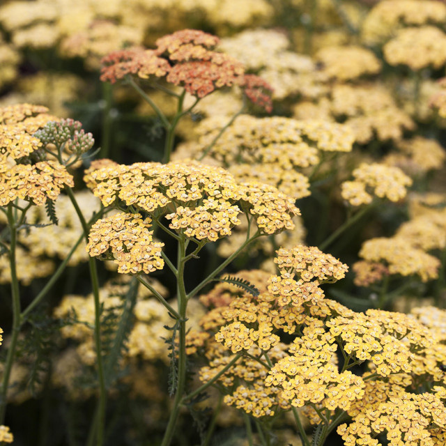 BIO Schafgarbe Terracotta Achillea von BLUME2000, 3 Stück Stauden - Bild 1