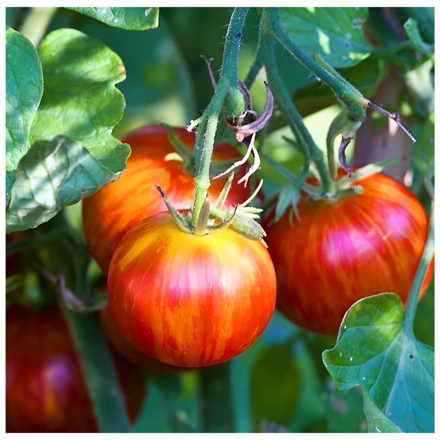 Toraf Tomatensamen Gemüsetomate TIGERELLA rote Sorte, 0,8 g - Bild 3