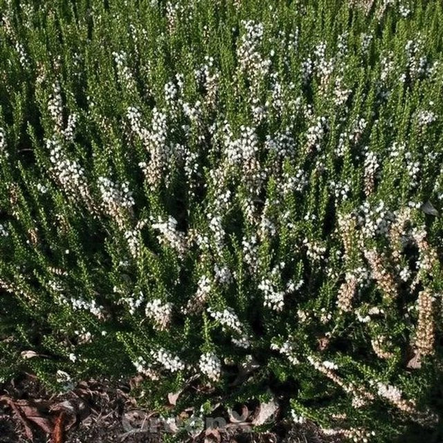 10x Besenheide Calluna vulgaris Long White für deinen Garten - Bild 1