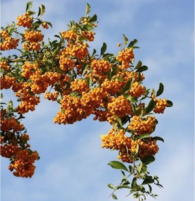 Feuerdorn Pyracantha Sahpyr Jaune als Heckenpflanze oder Solitärgehölz, Höhe: 80-100 cm - Bild 1