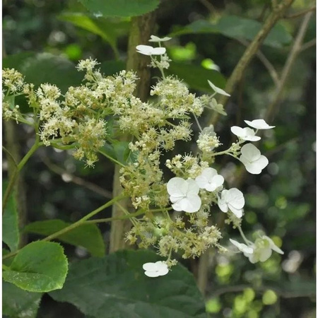 Immergrüne Kletterhortensie Hydrangea seemannii von Nr-01.de als Kletterpflanze für Zäune, Fassaden und Mauern