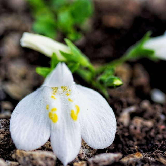 Lippenmäulchen Mazus als weiße Staude für deinen Garten und Balkon - Bild 1
