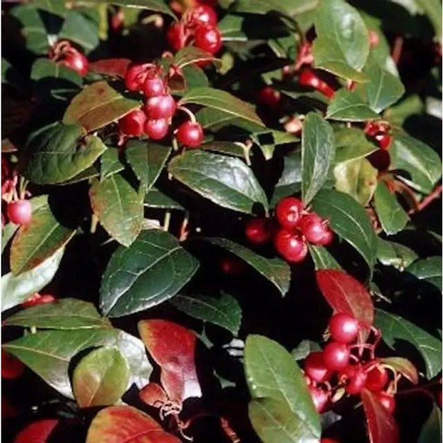 Gaultheria shallon Scheinbeere im Topf von Nr-01.de - Bild 1