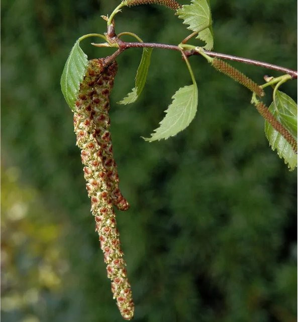 Sand Birke Betula pendula von Nr-01.de, Höhe: 100-125 cm, Farbe: Weiß/Sand - Bild 1