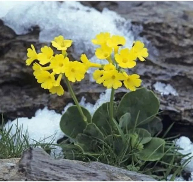 Alpenaurikel Primula auricula gelbe Staude für Steingärten und Naturgärten - Bild 1