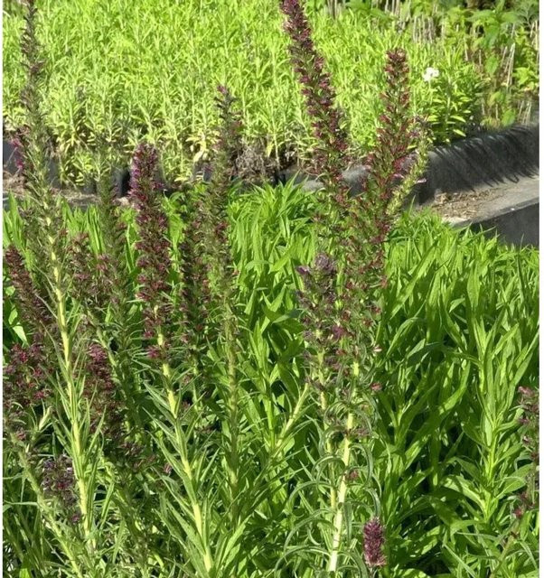 Russischer Natternkopf Echium russicum als 2 jährige Pflanze in lila - Bild 1