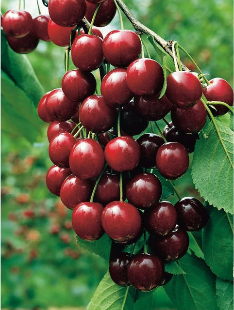 GROW by OBI Bio Sauerkirsche Morellenfeuer Prunus, Dunkelrot, Höhe: ca. 130 cm, Topf: ca. 7 l - Bild 1